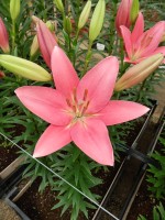 [5058 Indian Summerset No02.JPG]